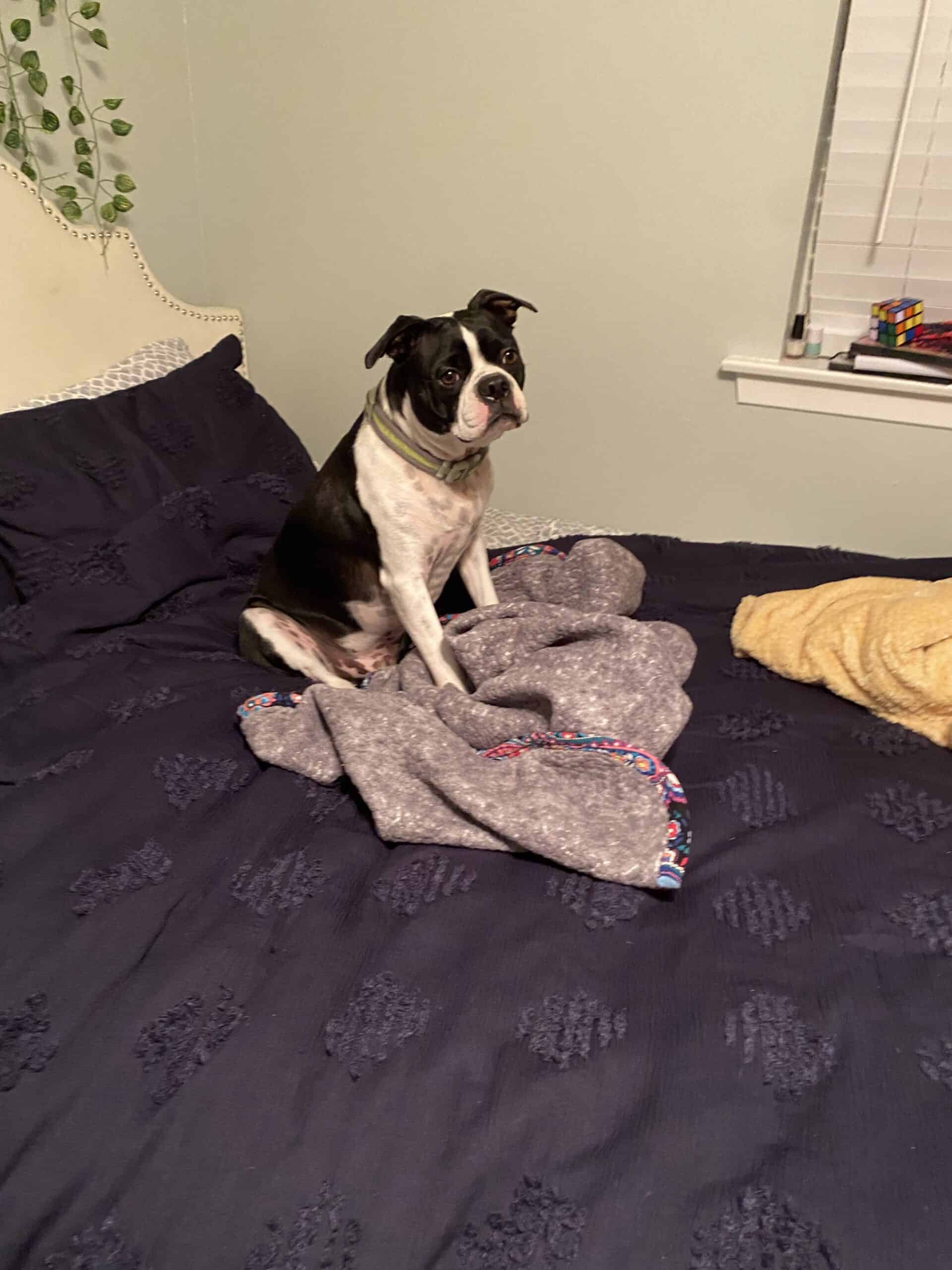 Boston Terrier on his bed so he thinks