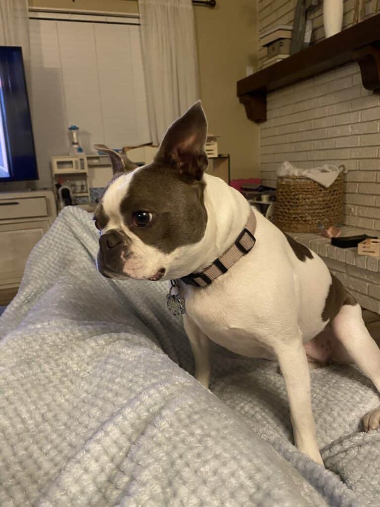 Ruby the Boston Terrier ready to play