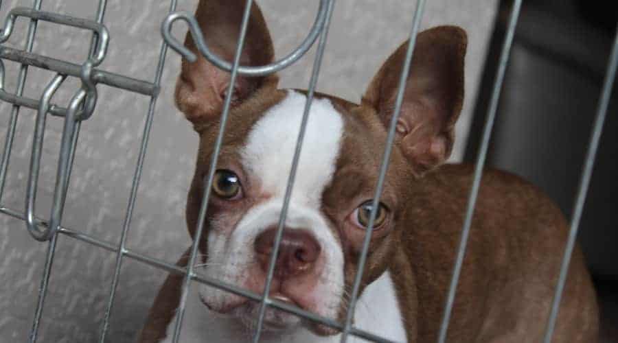 Boston Terrier in a crate