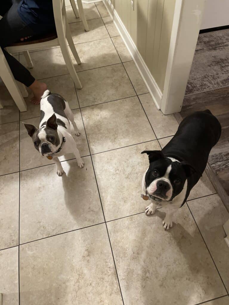image of our two boston terriers