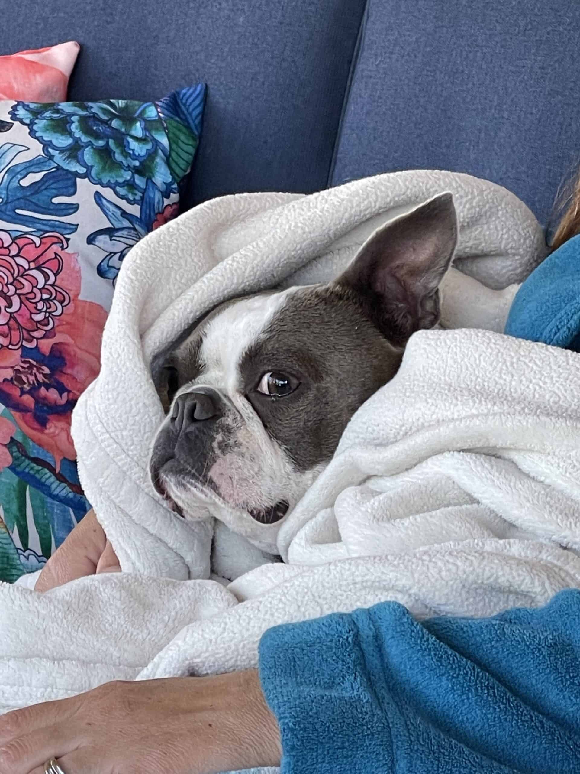 Can Boston Terriers be Emotional Support Dogs? Boston Terrier Nation